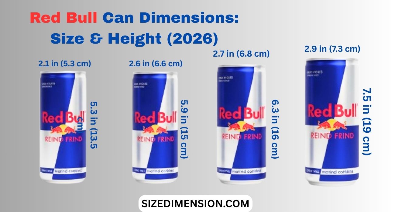 Red Bull Can Dimensions: Size & Height (2026)
